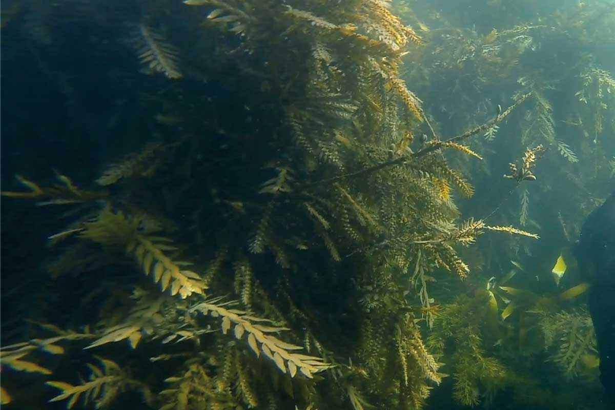 Underwater gardens kelp forests
