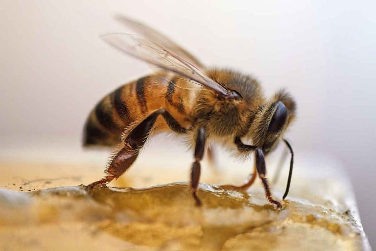 Honey for immune support