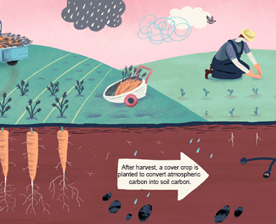After harvest, a cover crop is planted to convert atmospheric carbon into soil carbon.