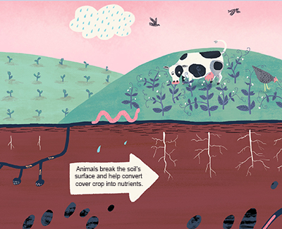 Animals break the soil’s surface and help convert cover crop into nutrients.