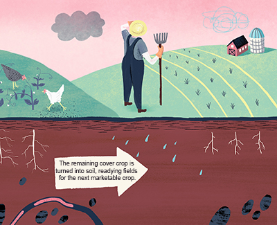 The remaining cover crop is turned into soil, readying fields for the next marketable crop.
