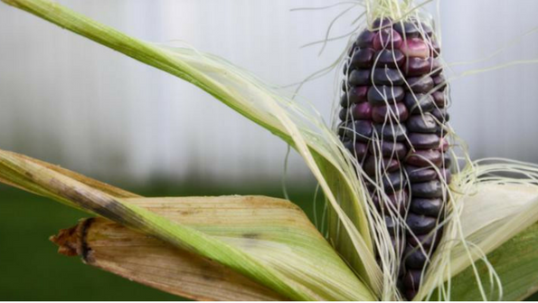 Blue Corn