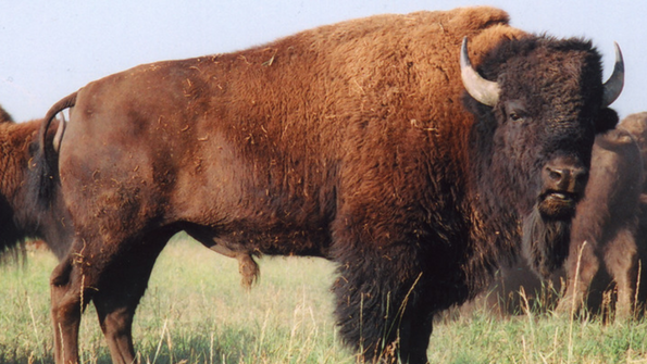 Bison