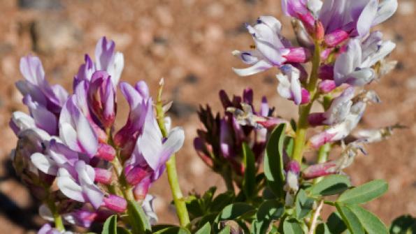 Astragalus Astragalus Membranaceus Delicious Living