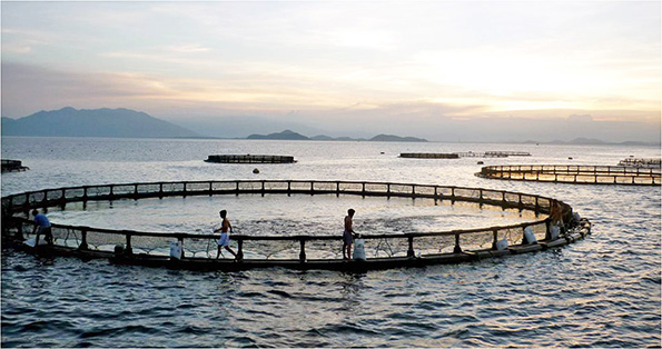 Photo: Australis Barramundi